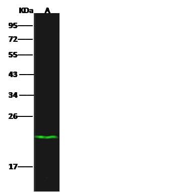 DUSP3 / VHR Antibody (Preservative Free)