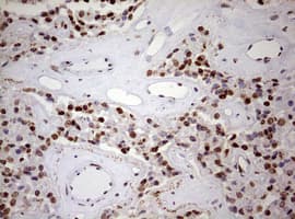 FBXW7 / FBW7 Antibody (aa1-354, clone OTI6F5)