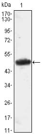 MESP1 Antibody (clone 1A3)