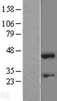SOX1 Protein (Over-Expression Lysate Myc-DDK (Flag))