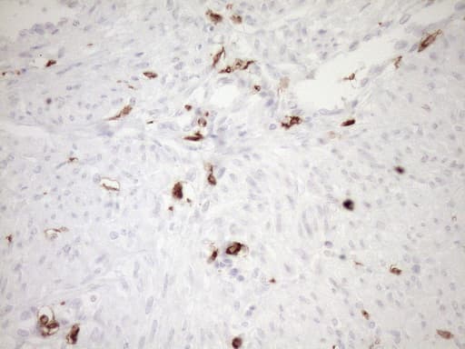 ITGAM / CD11b Antibody (clone OTI2D11, Carrier-free)