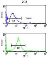 RFC3 Antibody (aa121-150)