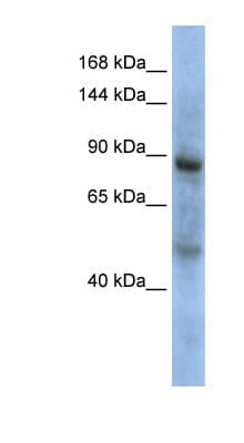 ZHX3 Antibody (aa648-697)