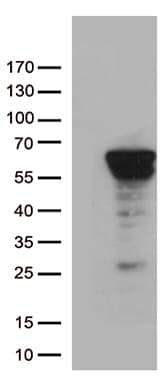 ZNF480 Antibody (clone OTI8E10)