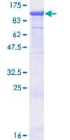 Human TLE3 Protein (Recombinant GST)