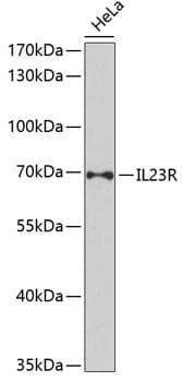 IL23R Antibody