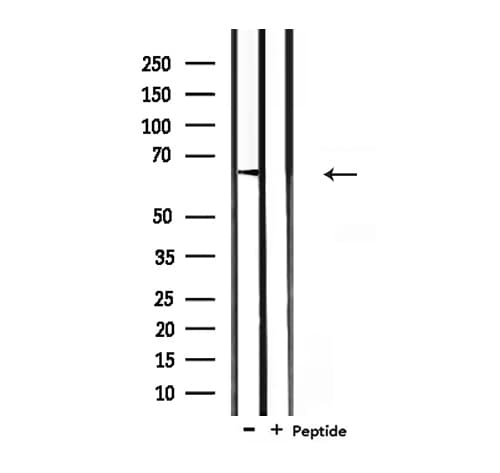 GAD1 / GAD67 Antibody