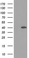 DNAJB1 / Hsp40 Antibody (clone OTI1G4)