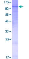 Human ARG99 / OLF Protein (Recombinant GST)