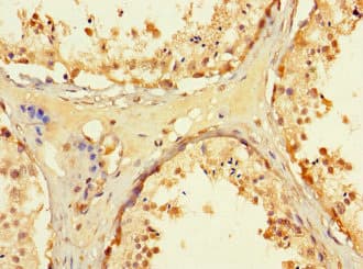 WRB Antibody