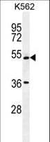 UAP1L1 Antibody (aa109-137)