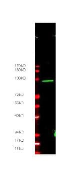 Myc Tag Antibody