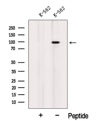 INVS / Inversin Antibody