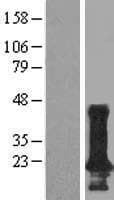 TMEM190 Protein (Over-Expression Lysate Myc-DDK (Flag))