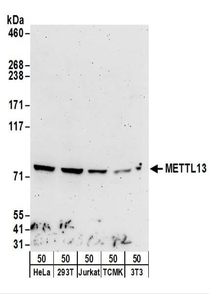 Polyclonal Rabbit anti-Human METTL13 / KIAA0859 Antibody (aa649-699, WB)