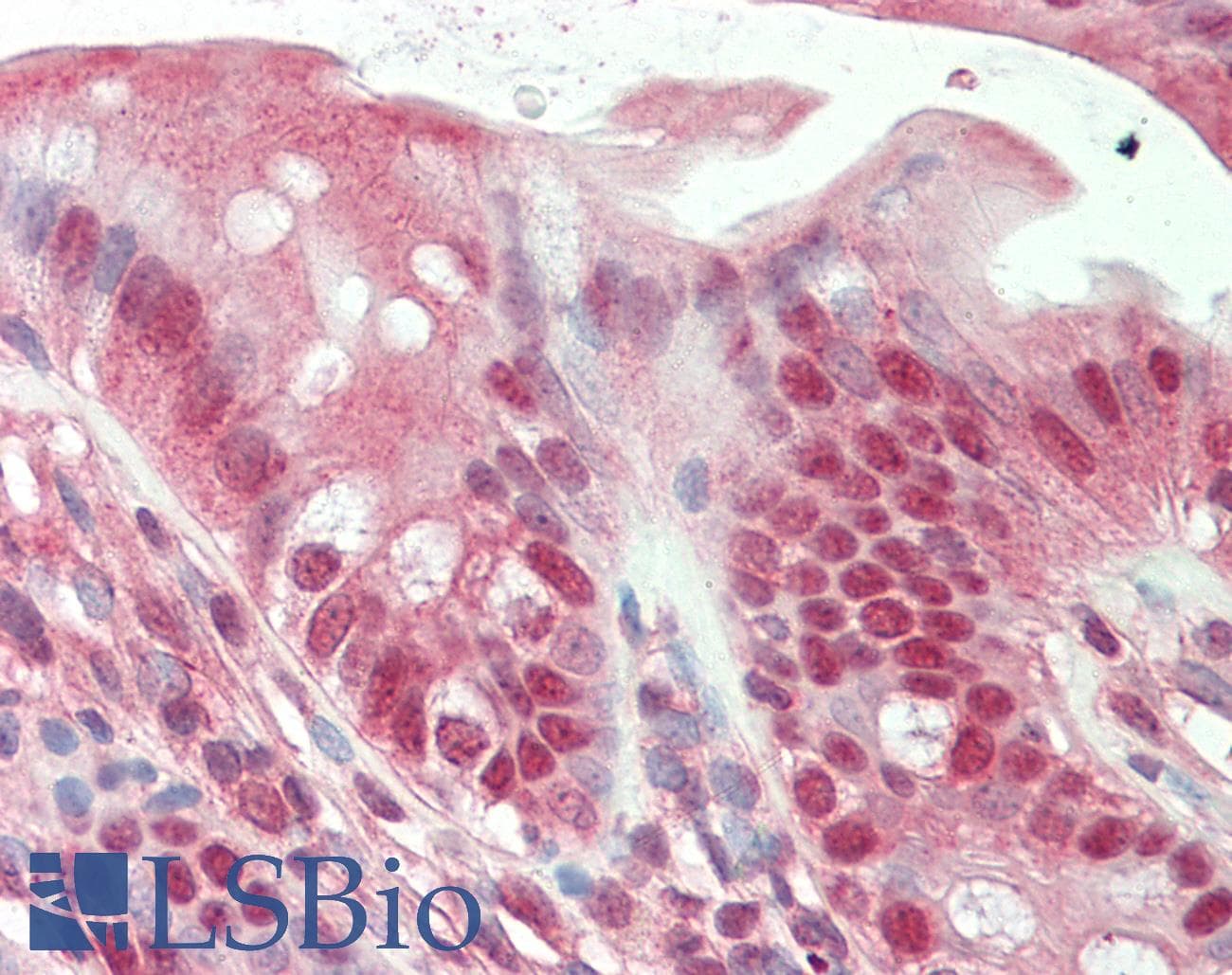 UBE2K / LIG Antibody (aa108-157)