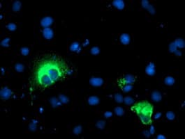 Paraplegin / SPG7 Antibody (aa300-573, clone OTI1E5)