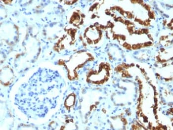 MFGE8 /Lactadherin Antibody (clone MFG-06)