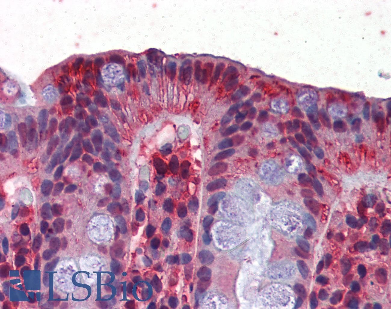 GAPDH Antibody