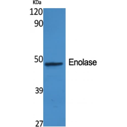 ENO2 / NSE Antibody (340-420 aa, C-terminal)