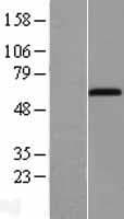 ACSM5 / MACS3 Protein (Over-Expression Lysate Myc-DDK (Flag))