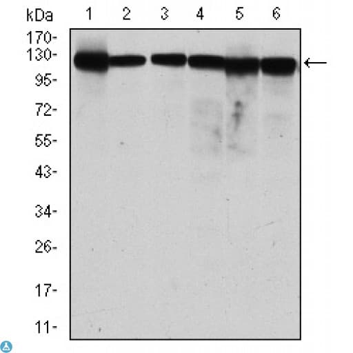 MCM2 Antibody