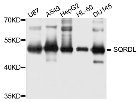 SQRDL Antibody