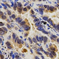 CASP9 / Caspase 9 Antibody (Internal)
