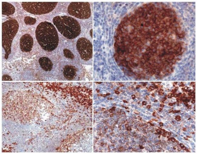 PAG1 Antibody (clone MEM-255)