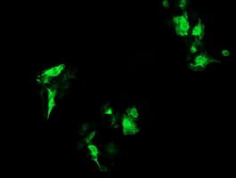 RAB37 Antibody (clone OTI1E10)