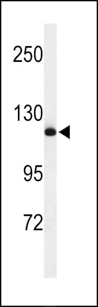 NEDD4 Antibody (aa1288-1319)