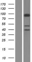 Human SLC26A5 Protein (Over-Expression Lysate Myc-DDK (Flag))