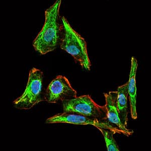 MELK Antibody (clone 2G2)