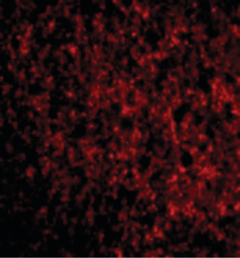 IHC-plus™ TMED10 / TMP21 Antibody