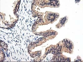 PSMB4 Antibody (clone OTI2C9)