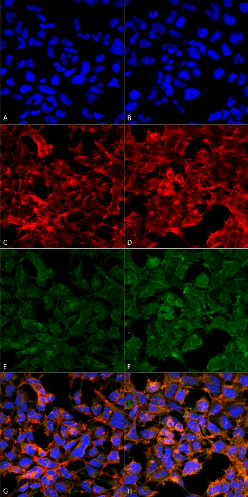 Malondialdehyde Antibody (clone 11E3, FITC)