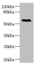 SLC1A7 / EAAT5 Antibody