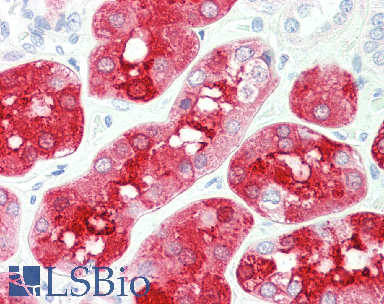 IHC-plus™ BHMT Antibody (clone 3E11)