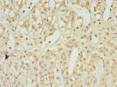 UBL7 Antibody