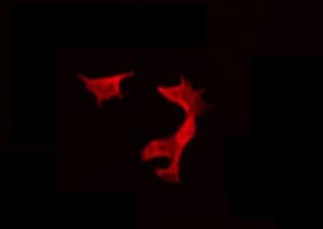 NRSN1 Antibody