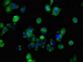 FZD10 / Frizzled 10 Antibody