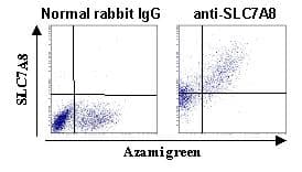 IHC-plus™ SLC7A8 / LAT2 Antibody