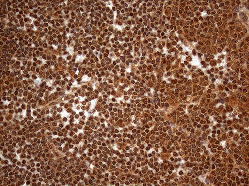 SPANXN3 Antibody (clone OTI1A2)