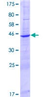 Human TMEM126B Protein (Recombinant GST)