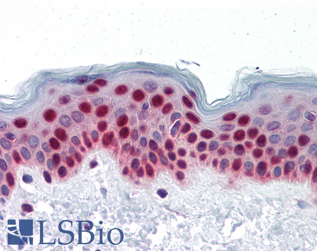 IHC-plus™ PTBP1 Antibody (clone 3H8)