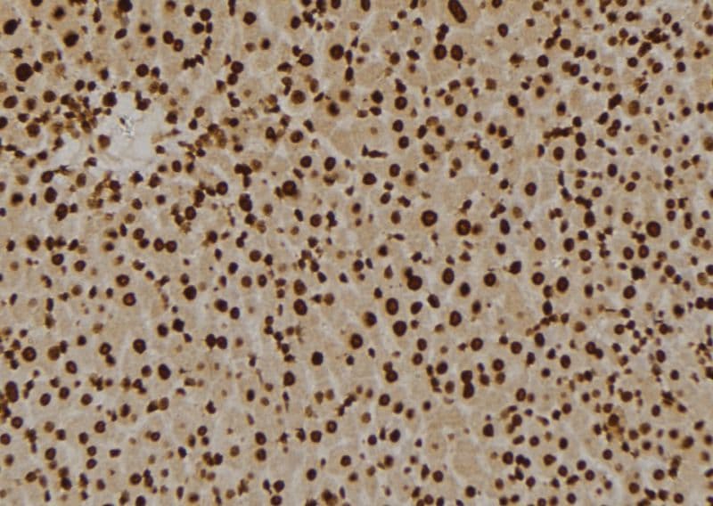 GPR180 Antibody