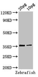 TAL1 Antibody