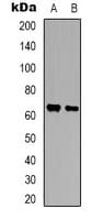 BEGAIN Antibody (C-Terminus)