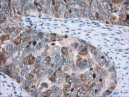 CD5 Antibody (clone OTI7A7)