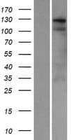 C1orf26 Protein (Over-Expression Lysate Myc-DDK (Flag))